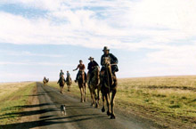 Camels on long road